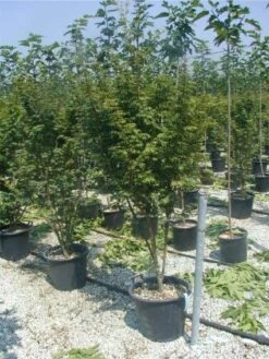 Japanse Esdoorn (Acer Palmatum) -Aanbiedingen Groene Hekken Winkel 20120220093454 11 1