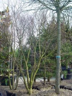 Japanse Esdoorn (Acer Palmatum) -Aanbiedingen Groene Hekken Winkel 20120220093531 11 1