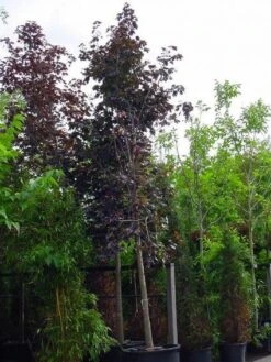 Rode Esdoorn (Acer Platanoides 'Crimson King') -Aanbiedingen Groene Hekken Winkel 20120220093721 18