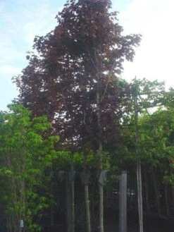 Rode Esdoorn (Acer Platanoides 'Crimson King') -Aanbiedingen Groene Hekken Winkel 20120220093817 18