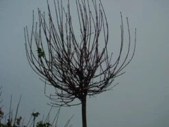 Bolesdoorn (Acer Platanoides 'Globosum') 16 Bolesdoorn (Acer Platanoides 'Globosum') -Aanbiedingen Groene Hekken Winkel 20120220094356 22