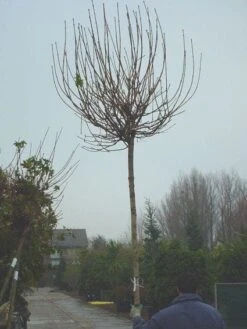 Bolesdoorn (Acer Platanoides 'Globosum') 15 Bolesdoorn (Acer Platanoides 'Globosum') -Aanbiedingen Groene Hekken Winkel 20120220094413 22 1