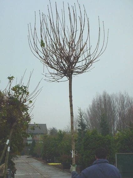 Bolesdoorn (Acer Platanoides 'Globosum') 5 Bolesdoorn (Acer Platanoides 'Globosum') - Afbeelding 3