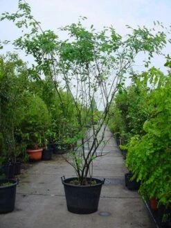 Krentenboom Als Struik (Amelanchier Lamarckii) -Aanbiedingen Groene Hekken Winkel 20120220100746 13 2