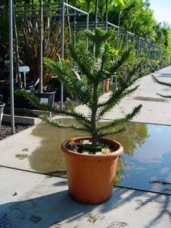 Apeboom (Araucaria Araucana) -Aanbiedingen Groene Hekken Winkel 20120220101040 17