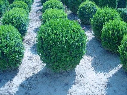 Buxusbol (Buxus Sempervirens, Bolvorm) 4 Buxusbol (Buxus Sempervirens, Bolvorm) - Afbeelding 2