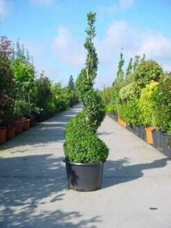 Buxus Als Spiraal (Buxus Sempervirens)
