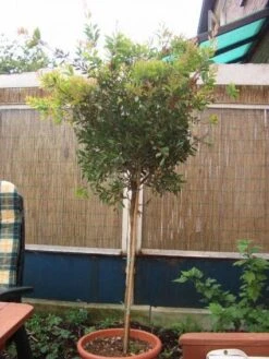 Lampepoetserplant Op Stam (Callistemon Laevis ) 7 Lampepoetserplant Op Stam (Callistemon Laevis ) -Aanbiedingen Groene Hekken Winkel 20120220111108 1