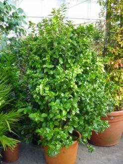 Camelia (Camellia, Wit) 12 Camelia (Camellia, Wit) -Aanbiedingen Groene Hekken Winkel 20120220112651 5 1