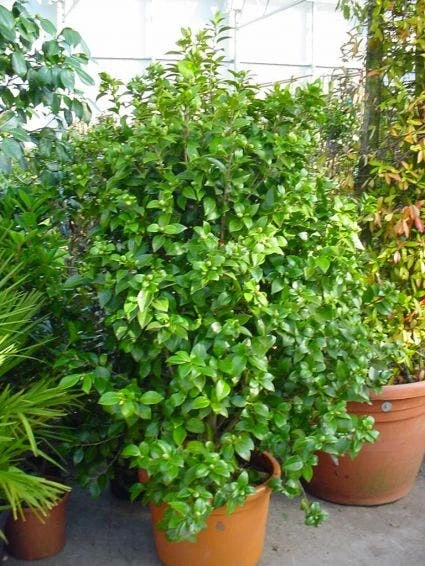 Camelia (Camellia, Wit) 5 Camelia (Camellia, Wit) - Afbeelding 3