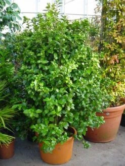 Camelia (Camellia, Rose) 16 Camelia (Camellia, Rose) -Aanbiedingen Groene Hekken Winkel 20120220112744 20 4