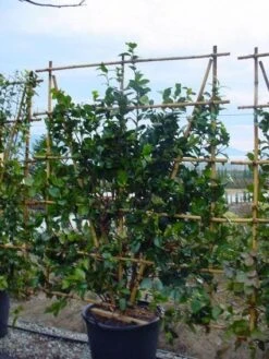 Camelia Als Leivorm (Camellia Japonica) -Aanbiedingen Groene Hekken Winkel 20120220112828 2