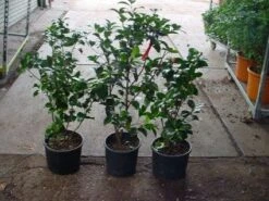 Camelia (Camellia, Rood) -Aanbiedingen Groene Hekken Winkel 20120220112914 60 12