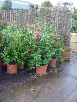 Camelia (Camellia, Rose) -Aanbiedingen Groene Hekken Winkel 20120220113125 20 4 2