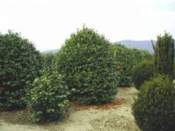 Camelia (Camellia, Rood) -Aanbiedingen Groene Hekken Winkel 20120220113515 24 12 12