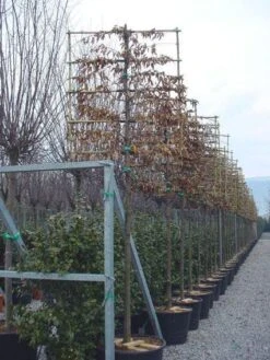 Haagbeuk Als Leiboom (Carpinus Betulus) -Aanbiedingen Groene Hekken Winkel 20120220113915 12
