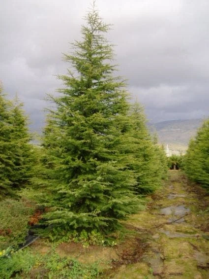 Libanonceder (Cedrus Libani) 5 Libanonceder (Cedrus Libani) - Afbeelding 3