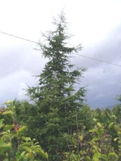 Libanonceder (Cedrus Libani) 11 Libanonceder (Cedrus Libani) -Aanbiedingen Groene Hekken Winkel 20120220143307 17