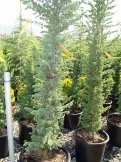 Zuilvormige Ceder (Cedrus Libani 'Fastigiata') 21 Zuilvormige Ceder (Cedrus Libani 'Fastigiata') -Aanbiedingen Groene Hekken Winkel 20120220143513 11