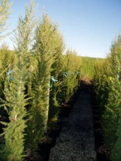 Zuilvormige Ceder (Cedrus Libani 'Fastigiata') 25 Zuilvormige Ceder (Cedrus Libani 'Fastigiata') -Aanbiedingen Groene Hekken Winkel 20120220143559 10 1