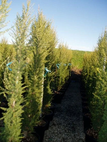 Zuilvormige Ceder (Cedrus Libani 'Fastigiata') 11 Zuilvormige Ceder (Cedrus Libani 'Fastigiata') - Afbeelding 9