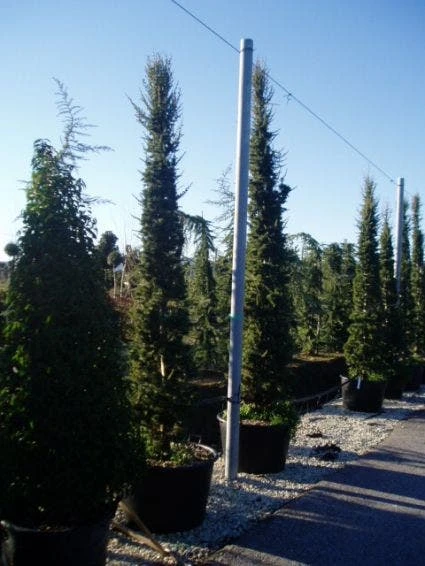 Zuilvormige Ceder (Cedrus Libani 'Fastigiata') 5 Zuilvormige Ceder (Cedrus Libani 'Fastigiata') - Afbeelding 3