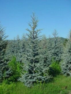 Atlasceder (Cedrus Libani 'Glauca') -Aanbiedingen Groene Hekken Winkel 20120220143808 23