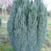 Cypres (Chamaecyparis Lawsoniana 'Ellwoodii') -Aanbiedingen Groene Hekken Winkel 20120220145022 6