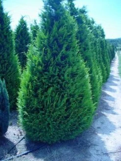 Gele Haagconifeer (Chamaecyparis Lawsoniana 'Ivonne') -Aanbiedingen Groene Hekken Winkel 20120220145114 7 1