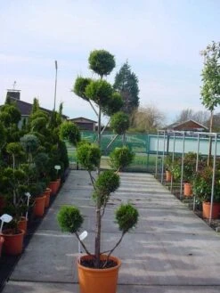 Cupressocyparis Als Bonsai (Cupressocyparis Leylandii 'Castlewellan Gold' ) -Aanbiedingen Groene Hekken Winkel 20120220151242 7