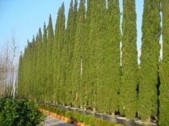 Italiaanse Cypres (Cupressus Sempervirens 'Stricta') -Aanbiedingen Groene Hekken Winkel 20120220154406 15
