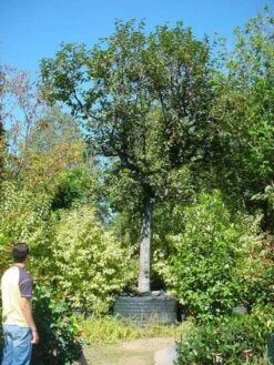 Kaki (Diospyros Kaki) 15 Kaki (Diospyros Kaki) -Aanbiedingen Groene Hekken Winkel 20120220155112 8