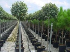 Olijfwilg Als Boom (Elaeagnus Pungens 'Maculata') 11 Olijfwilg Als Boom (Elaeagnus Pungens 'Maculata') -Aanbiedingen Groene Hekken Winkel 20120220160404 8 1