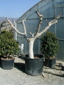 Vijg Als Solitair (Ficus Carica) -Aanbiedingen Groene Hekken Winkel 20120220162113 7 1