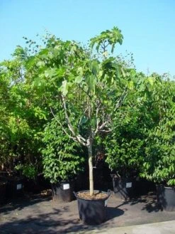 Vijg Op Stam (Ficus Carica) 15 Vijg Op Stam (Ficus Carica) -Aanbiedingen Groene Hekken Winkel 20120220162356 8