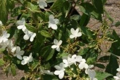 Sneeuwbal (Viburnum Plicatum 'Watanabe') -Aanbiedingen Groene Hekken Winkel 20120221135107 8