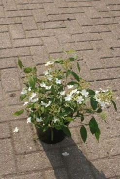 Sneeuwbal (Viburnum Plicatum 'Watanabe') -Aanbiedingen Groene Hekken Winkel 20120221135139 8