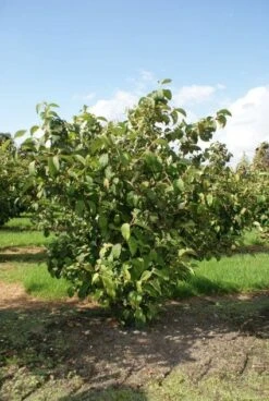 Japanse Sneeuwbal (Viburnum Plicatum 'Tomentosum') -Aanbiedingen Groene Hekken Winkel 20120221140619 6