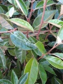 Olijfwilg Als Leiboom (Elaeagnus Ebbingei) -Aanbiedingen Groene Hekken Winkel 20120225092954 2