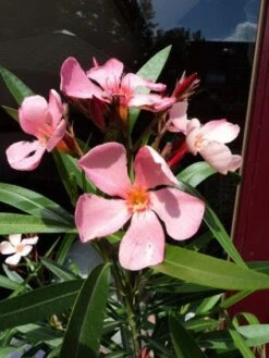 Oleander Als Leivorm (Nerium Oleander) -Aanbiedingen Groene Hekken Winkel 20120225093200 1