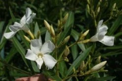 Oleander Als Leivorm (Nerium Oleander) -Aanbiedingen Groene Hekken Winkel 20120225093249 1