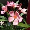 Oleander Als Boom (Nerium Oleander) -Aanbiedingen Groene Hekken Winkel 20120225093326 5