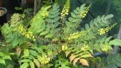 Mahoniestruik (Mahonia Media 'Winter Sun') 14 Mahoniestruik (Mahonia Media 'Winter Sun') -Aanbiedingen Groene Hekken Winkel 20120225093859 11