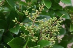 Liguster (Ligustrum Japonicum 'Texanum') -Aanbiedingen Groene Hekken Winkel 20120225094418 7