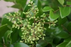 Liguster Op Stam (Ligustrum Japonicum 'Texanum') 10 Liguster Op Stam (Ligustrum Japonicum 'Texanum') -Aanbiedingen Groene Hekken Winkel 20120225094531 2 1