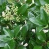 Liguster Op Stam (Ligustrum Japonicum 'Texanum') -Aanbiedingen Groene Hekken Winkel 20120225094625 2
