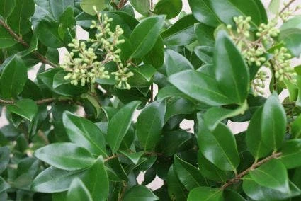Liguster Op Stam (Ligustrum Japonicum 'Texanum') 3 Liguster Op Stam (Ligustrum Japonicum 'Texanum')