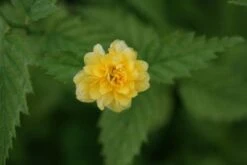 Ranonkelstruik (Kerria Japonica 'Pleniflora') -Aanbiedingen Groene Hekken Winkel 20120225100433 25 5