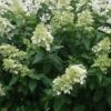 Pluimhortensia (Hydrangea Paniculata 'Unique') -Aanbiedingen Groene Hekken Winkel 20120225112741 5 2