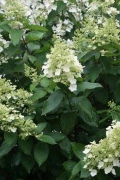 Pluimhortensia (Hydrangea Paniculata 'Unique') -Aanbiedingen Groene Hekken Winkel 20120225112804 5 2